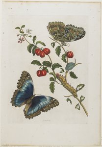 Great Blue Butterflies and Red Fruits, 1705-71